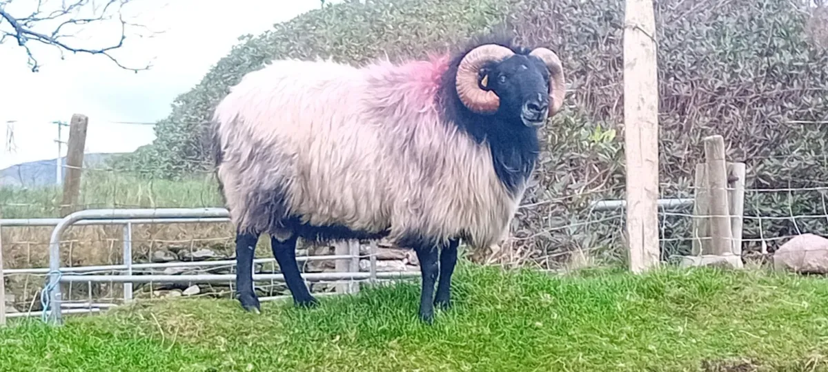 Blackface rams - Image 2