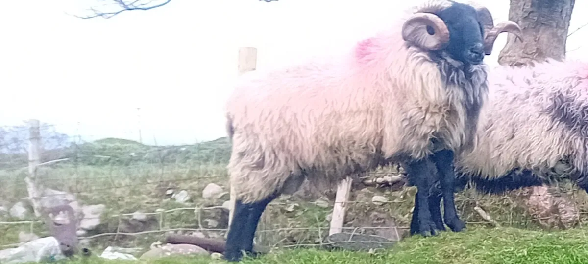 Blackface rams - Image 3