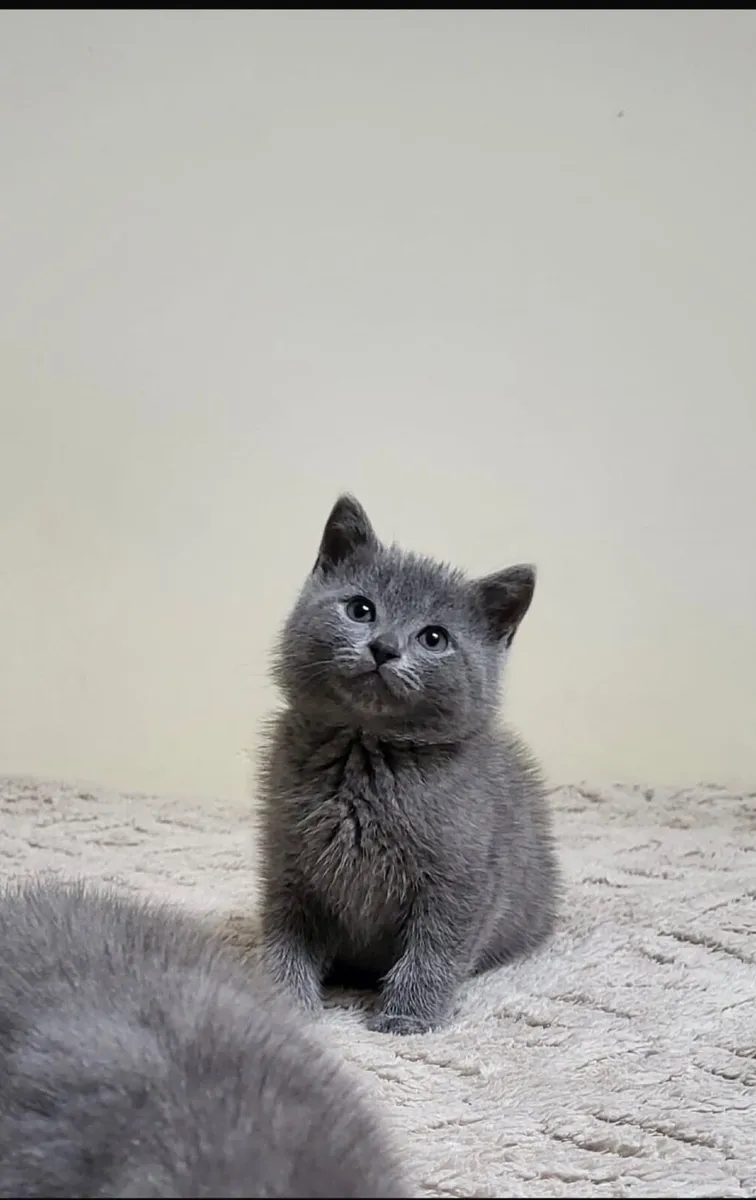 Pets - Image 4