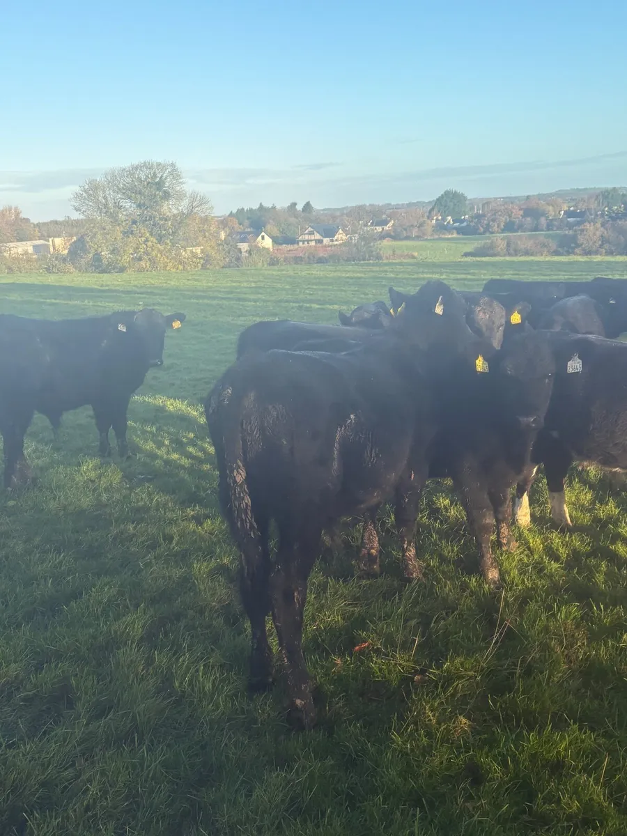 Weanlings - Image 2