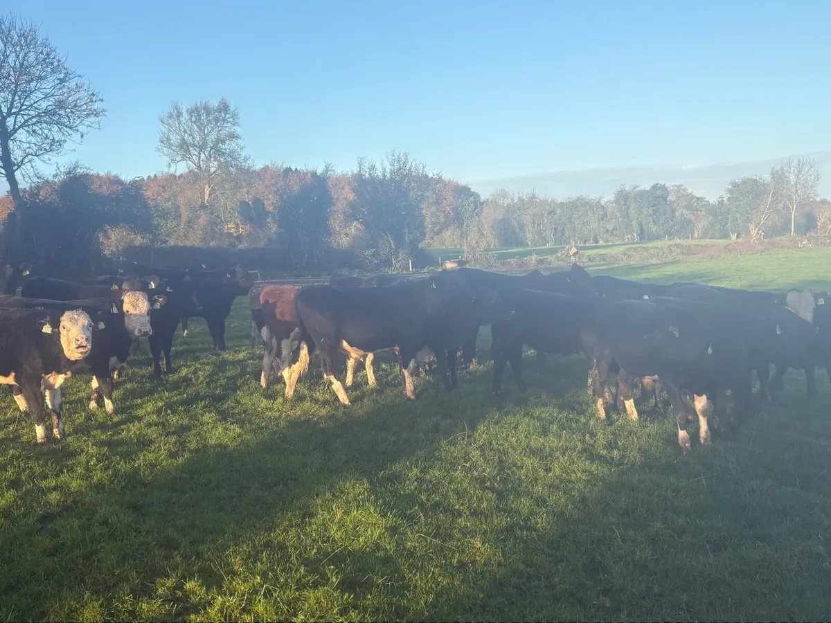Weanlings - Image 3