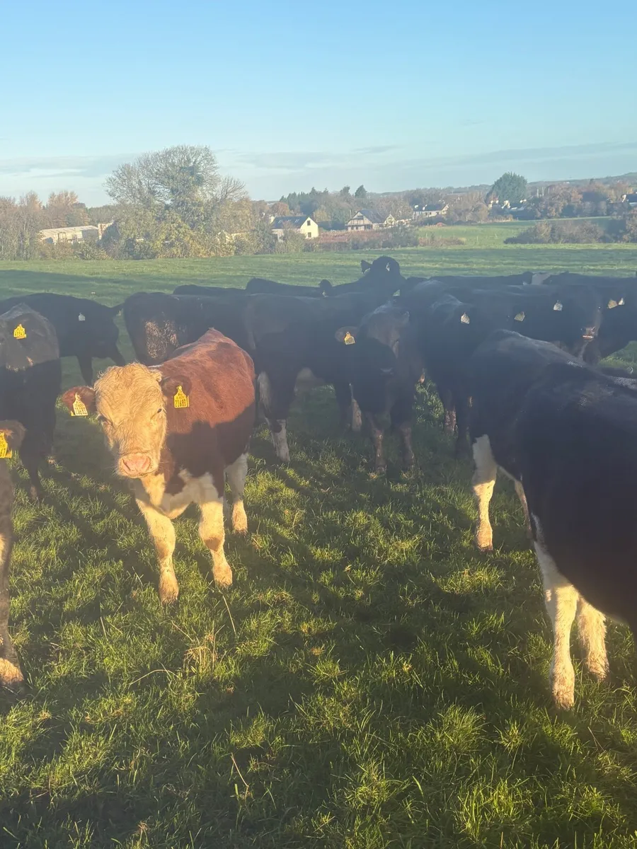 Weanlings - Image 4