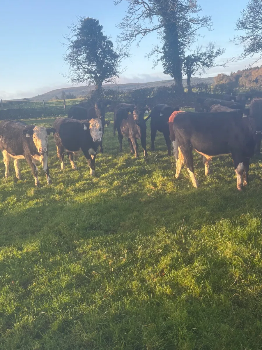 Weanlings - Image 1