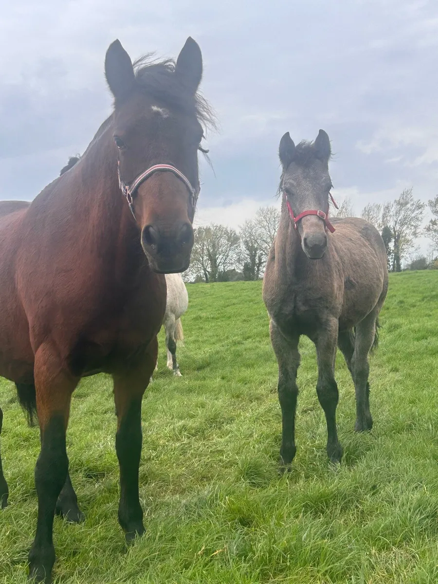 Smashing Colt Foal - Image 2