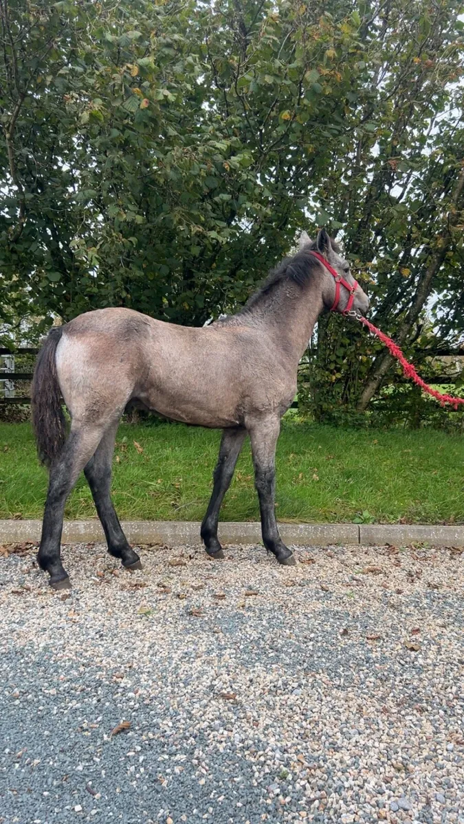 Smashing Colt Foal - Image 3
