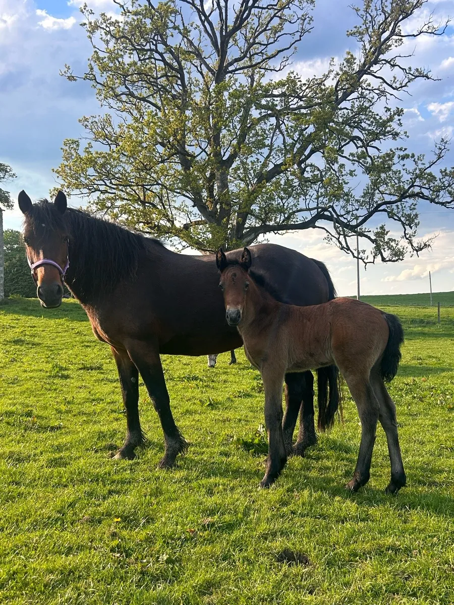 Smashing Colt Foal - Image 1