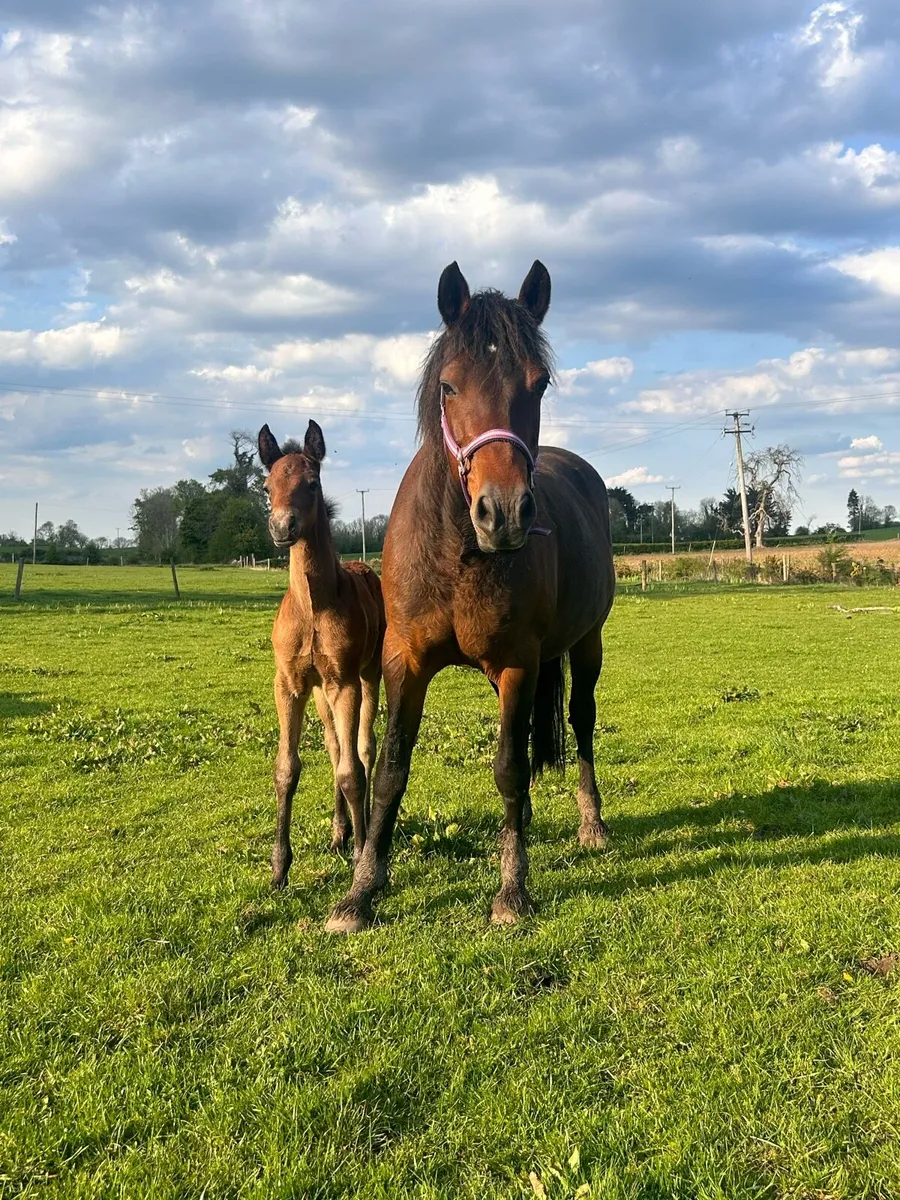 Smashing Colt Foal - Image 4