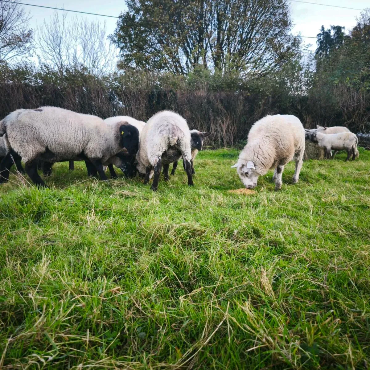 Small flock sheep - Image 1