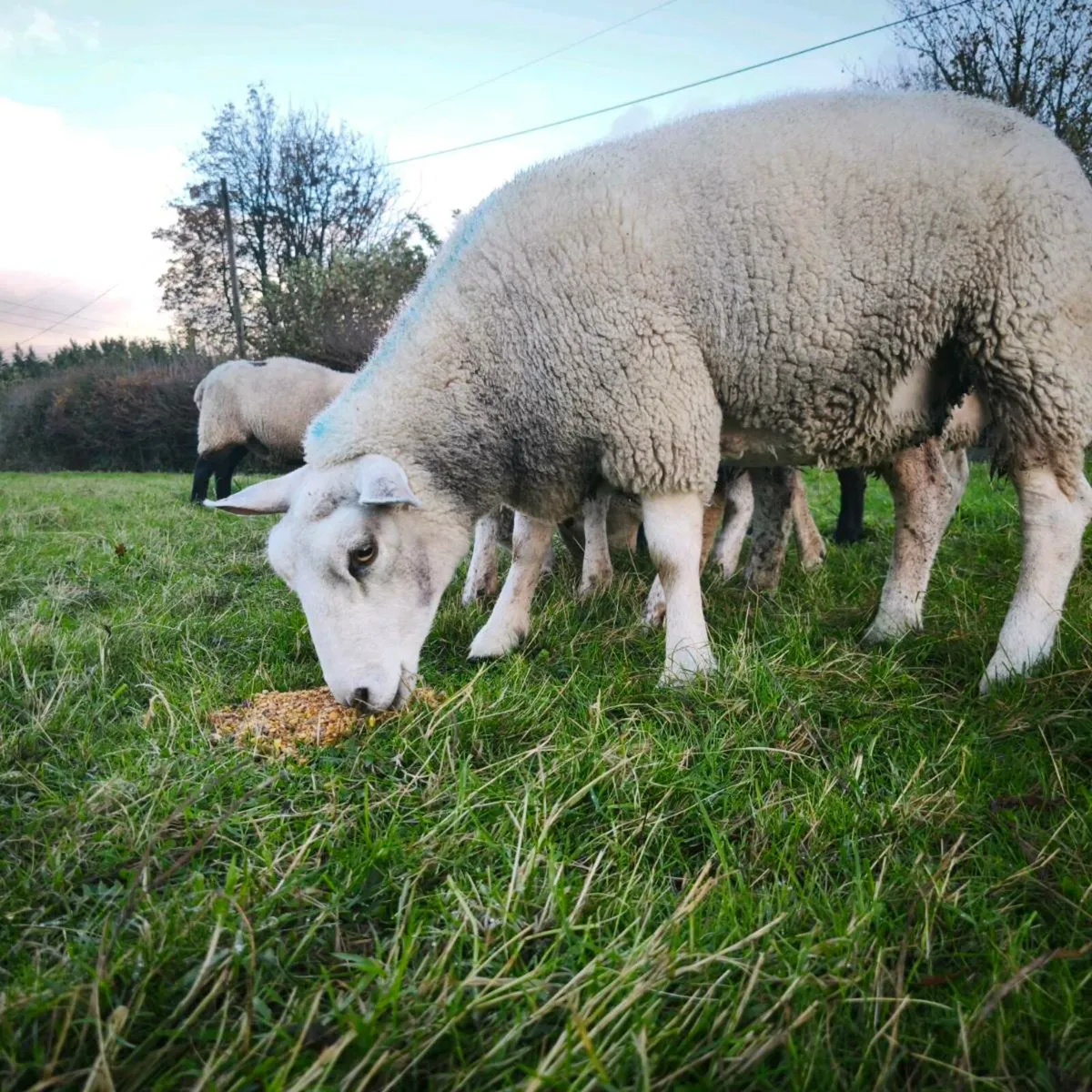 Small flock sheep - Image 2