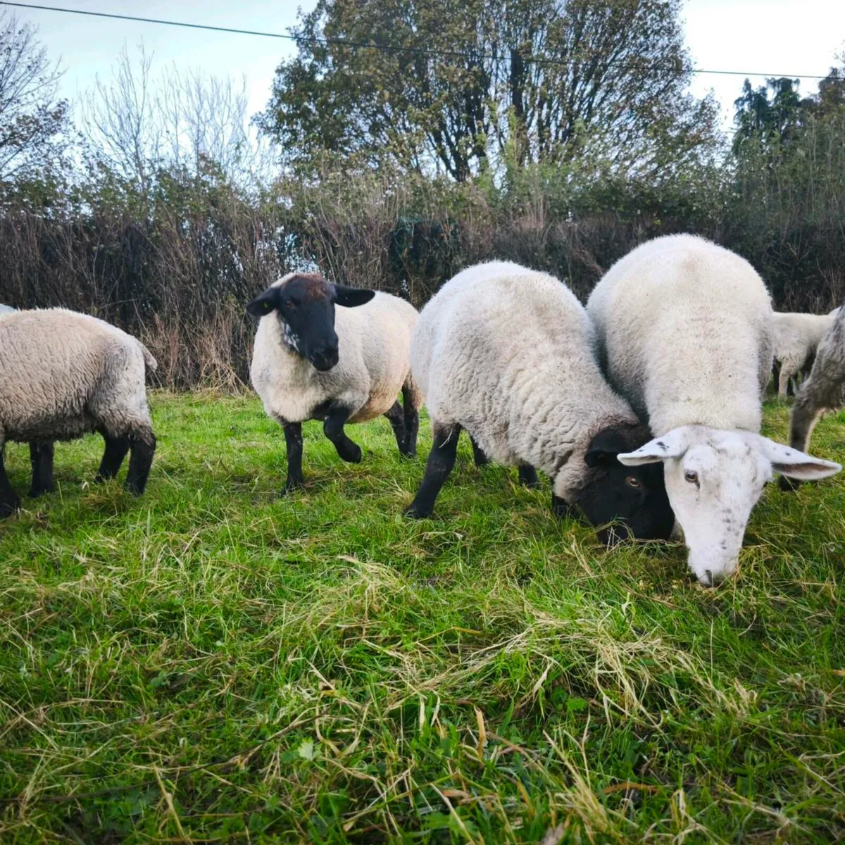 Small flock sheep - Image 3