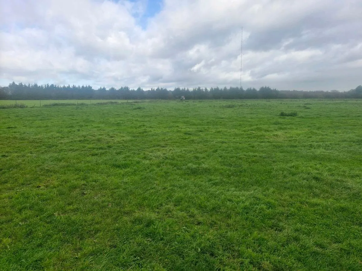 Sheep grazing - Image 1