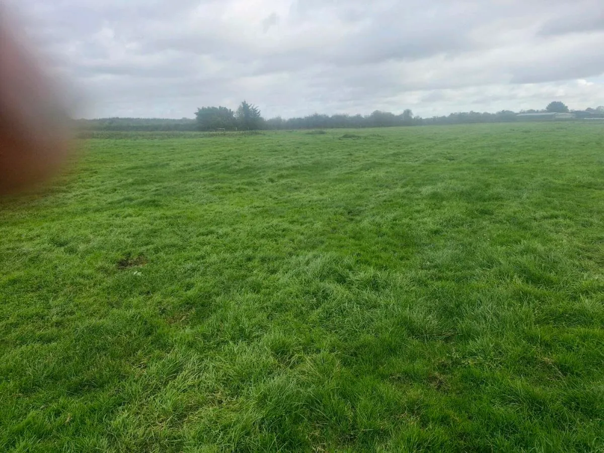 Sheep grazing - Image 2