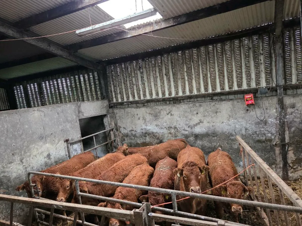 Limousin Weanlings - Ballina Mart Monday 27th - Image 1