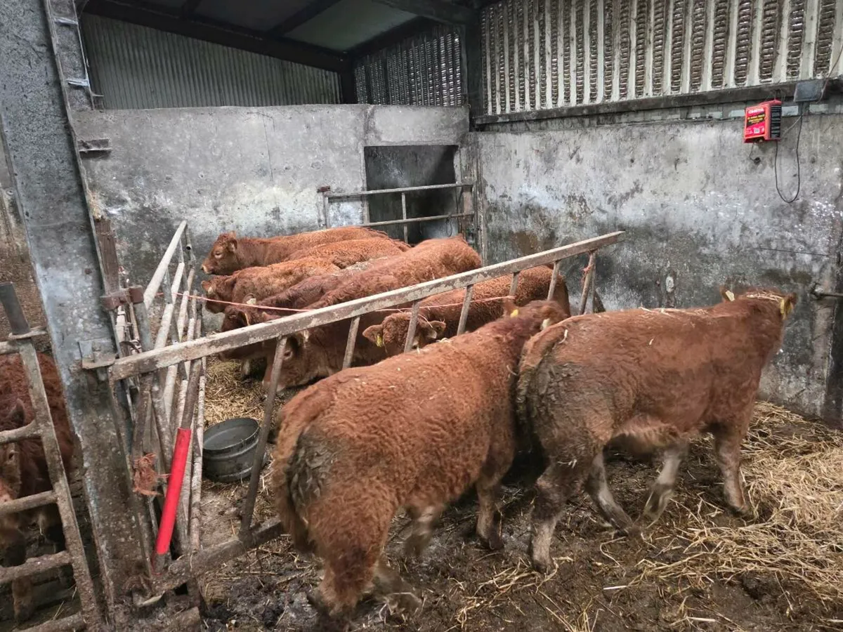 Limousin Weanlings - Ballina Mart Monday 27th - Image 2