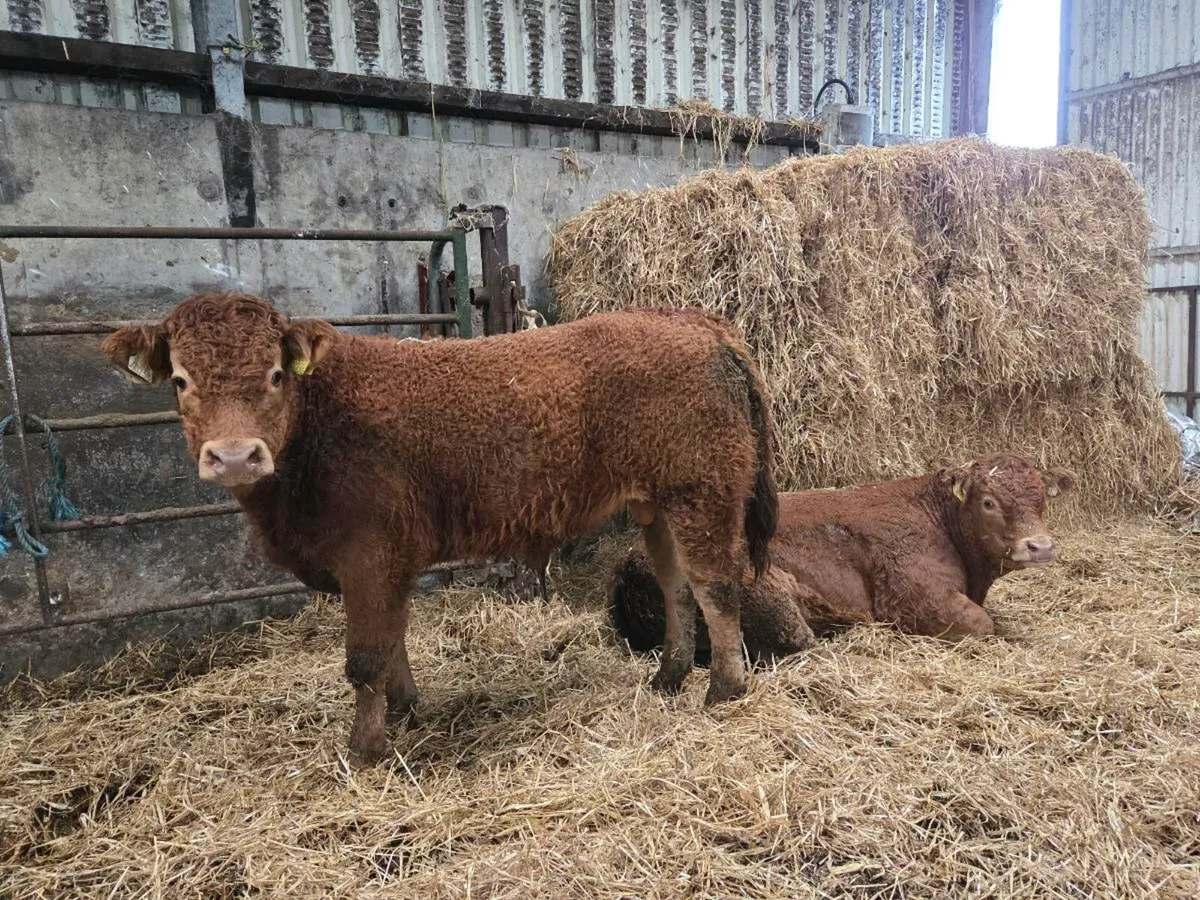 Limousin Weanlings - Ballina Mart Monday 27th - Image 3