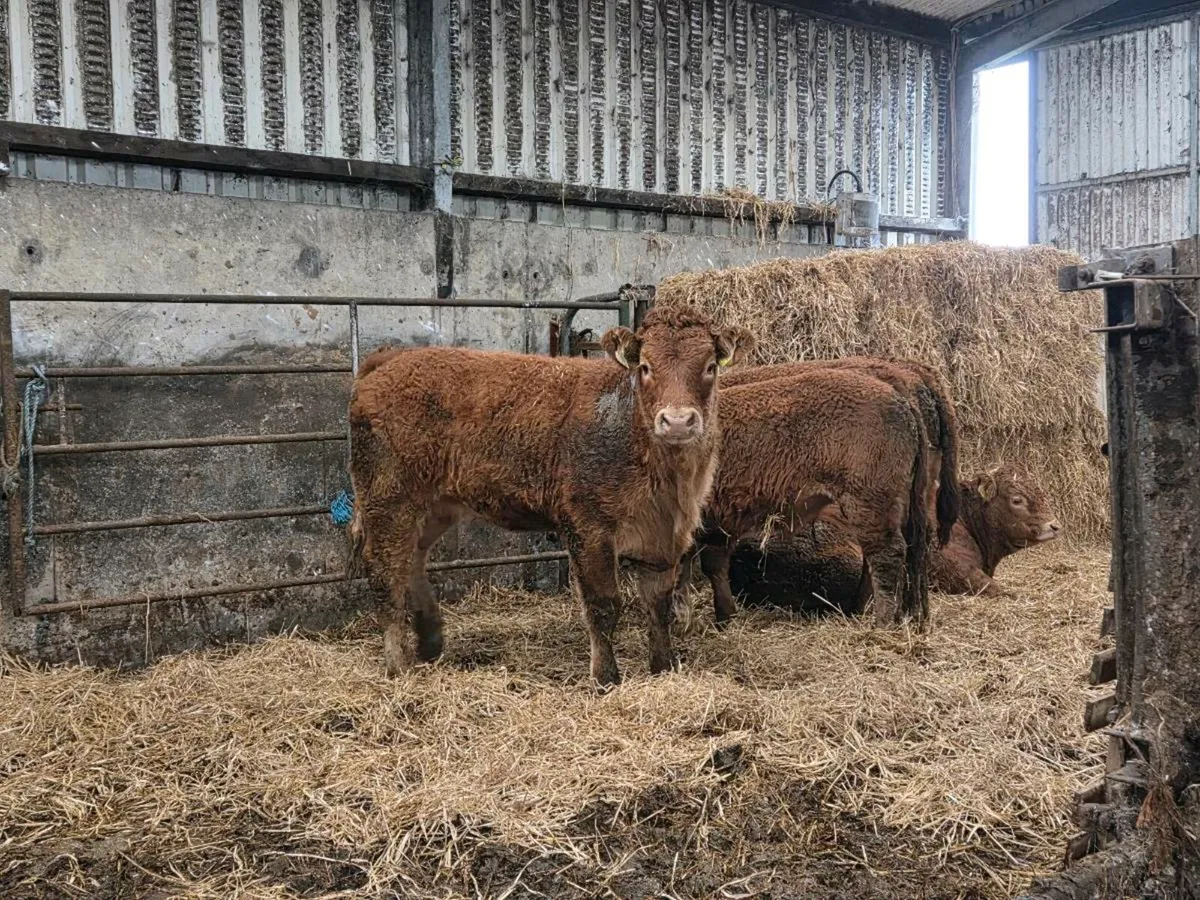 Limousin Weanlings - Ballina Mart Monday 27th - Image 4