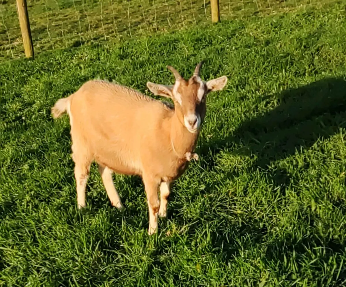 Dairy Goat Kid - Image 1