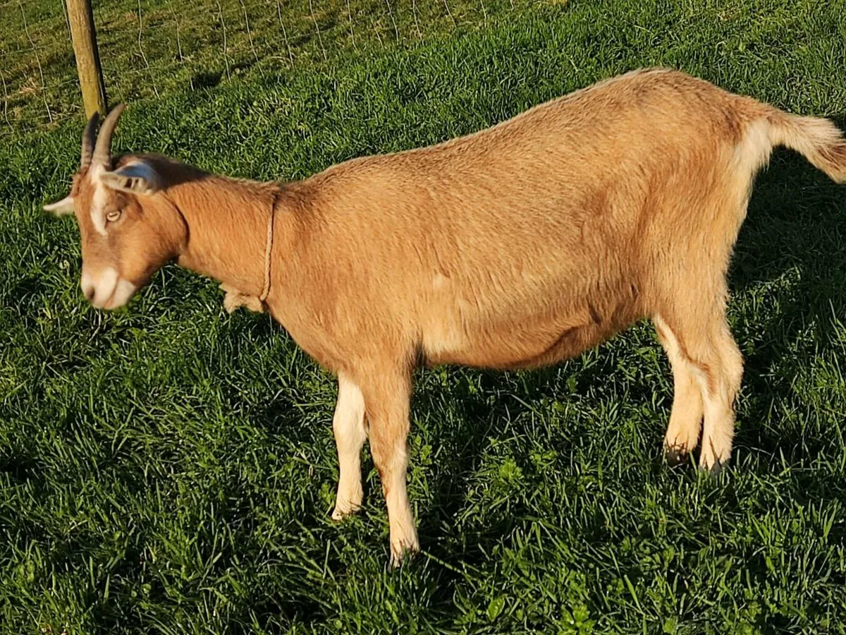 Dairy Goat Kid - Image 2
