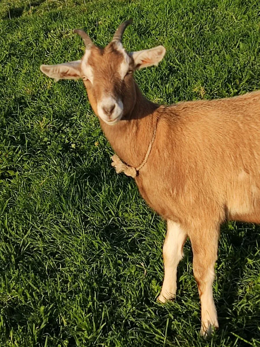 Dairy Goat Kid - Image 3