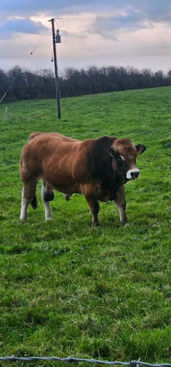 Bull - Image 1