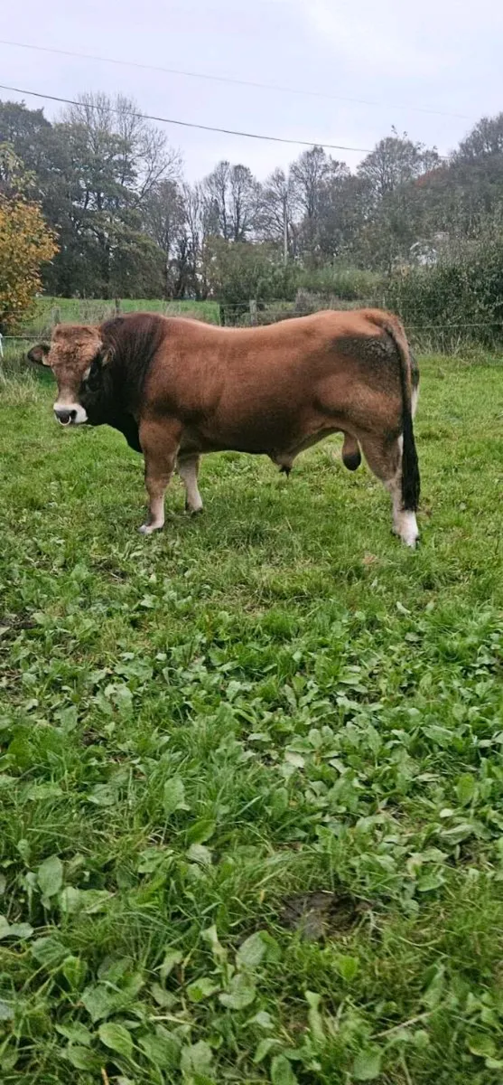 Bull - Image 2