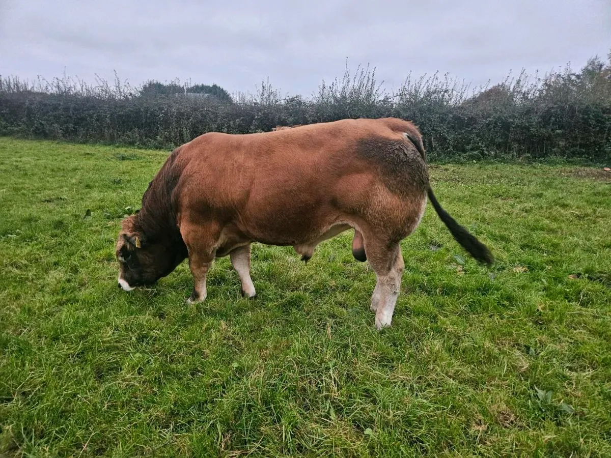Bull - Image 3