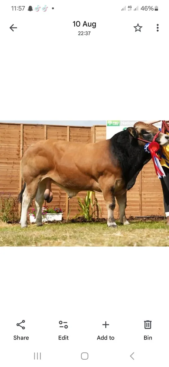 Bull - Image 4