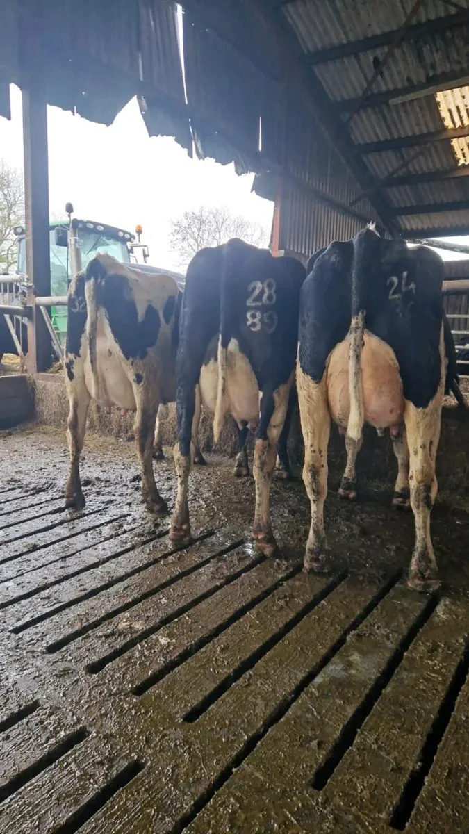 GORTALEA DAIRY SALE THE 29TH OCTOBER - Image 1