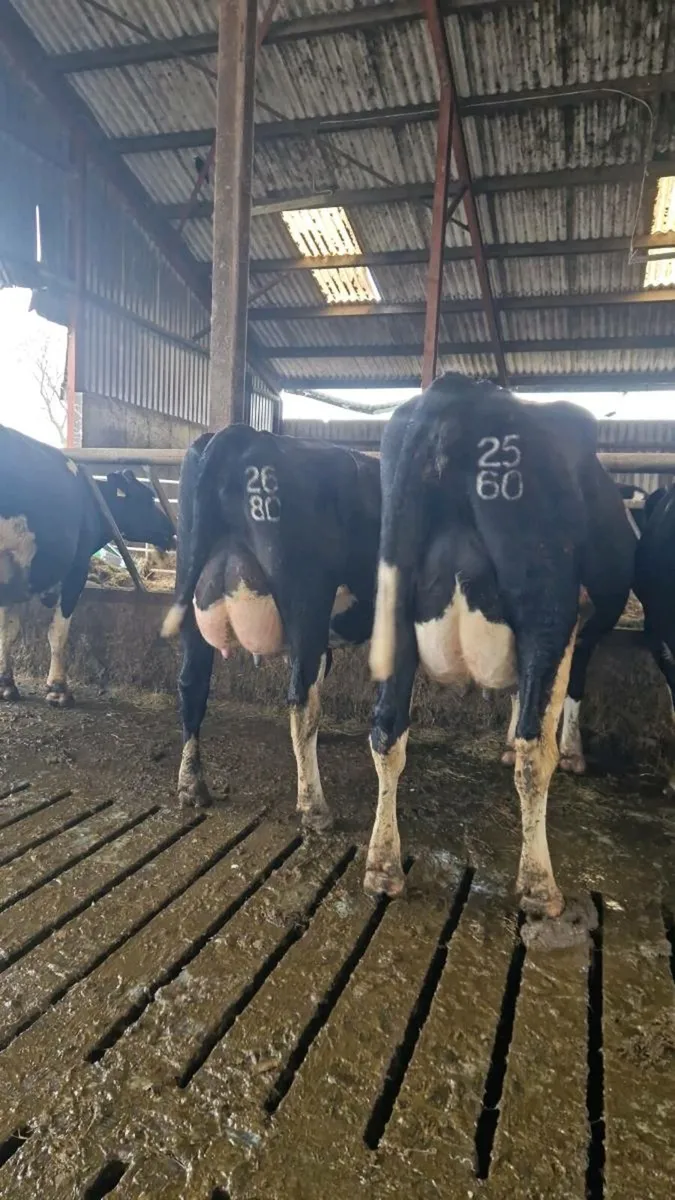 GORTALEA DAIRY SALE THE 29TH OCTOBER - Image 2