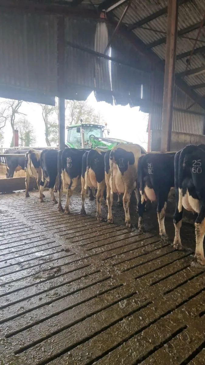 GORTALEA DAIRY SALE THE 29TH OCTOBER - Image 3