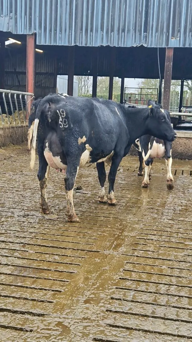 GORTALEA DAIRY SALE THE 29TH OCTOBER - Image 4