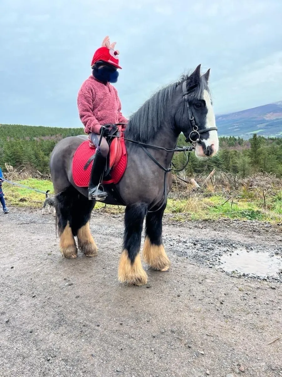 5 Year Old 13hh Cob - Image 1