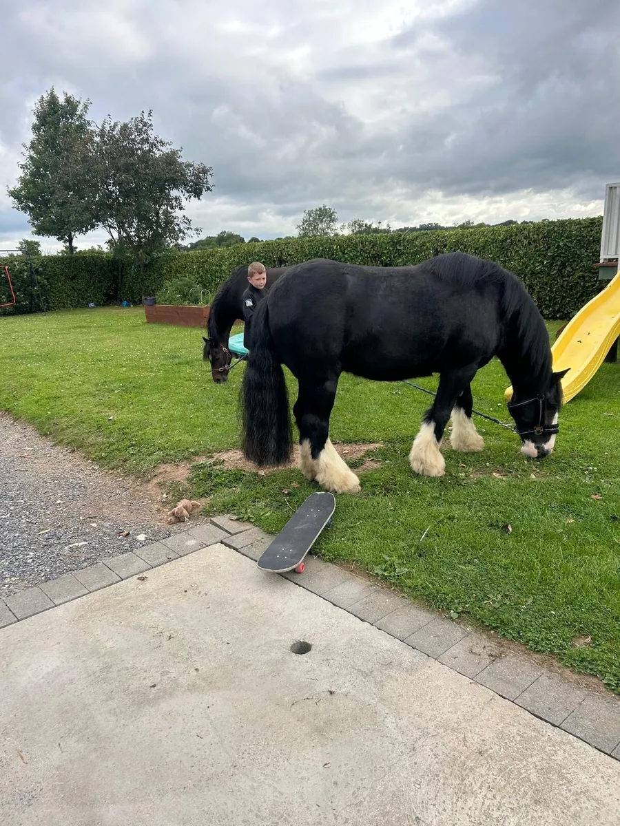 5 Year Old 13hh Cob - Image 2