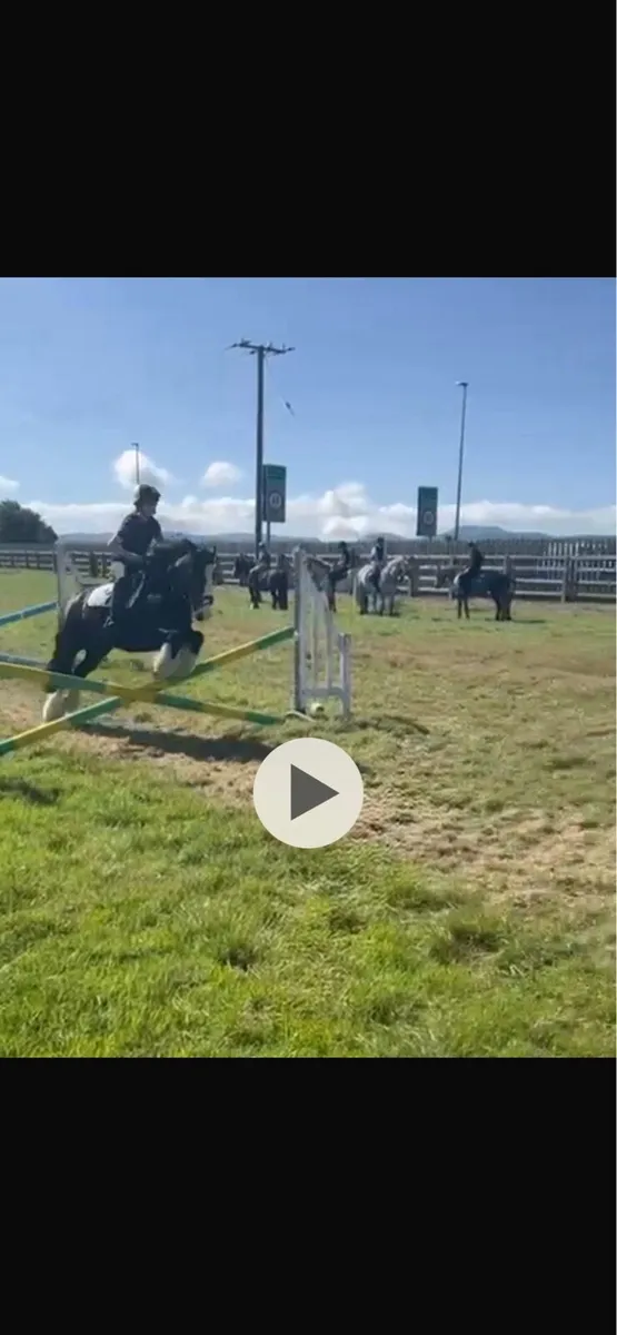 5 Year Old 13hh Cob - Image 4