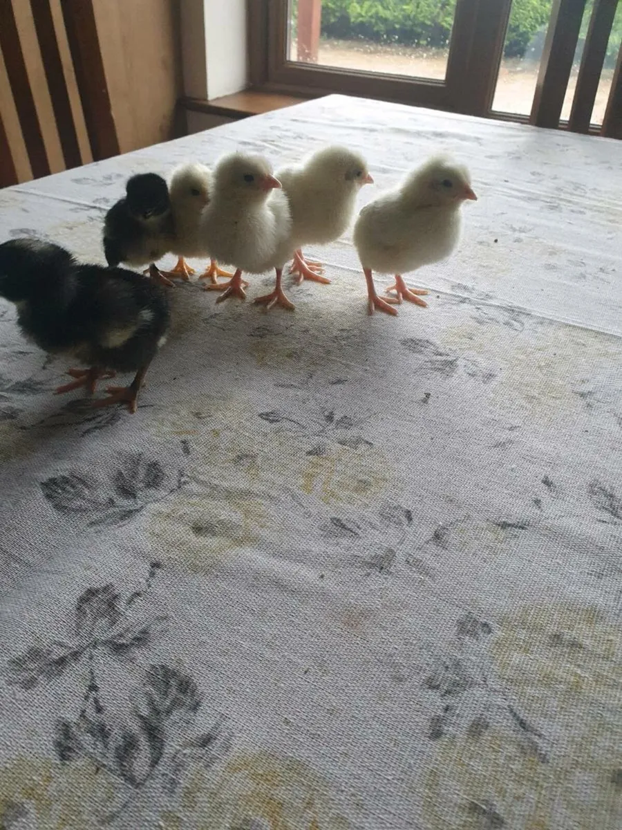 Chicks - Image 1
