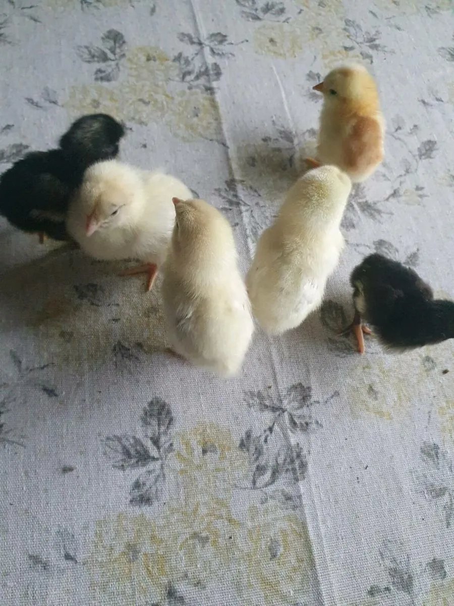 Chicks - Image 2