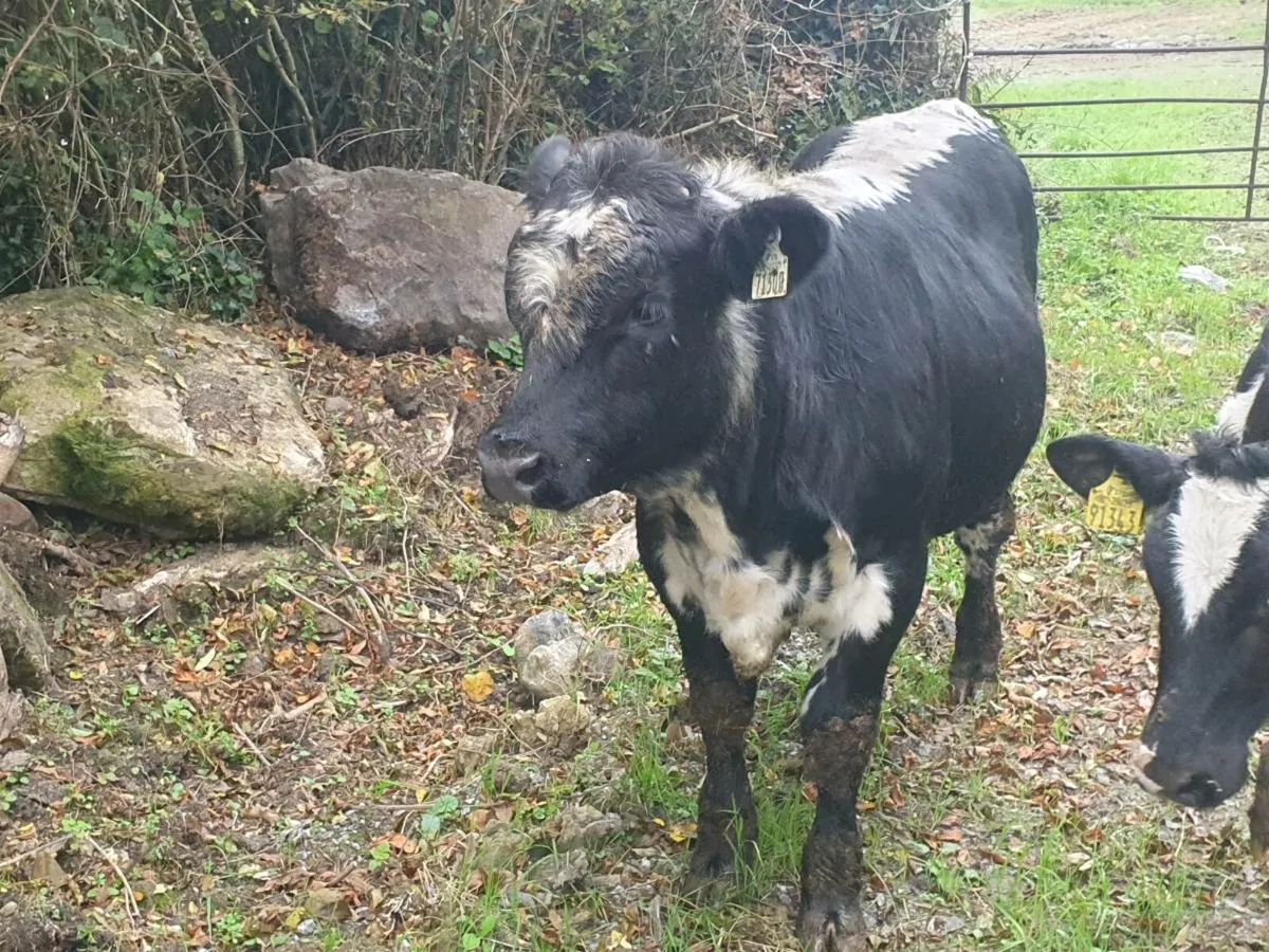 Weanling bull - Image 4