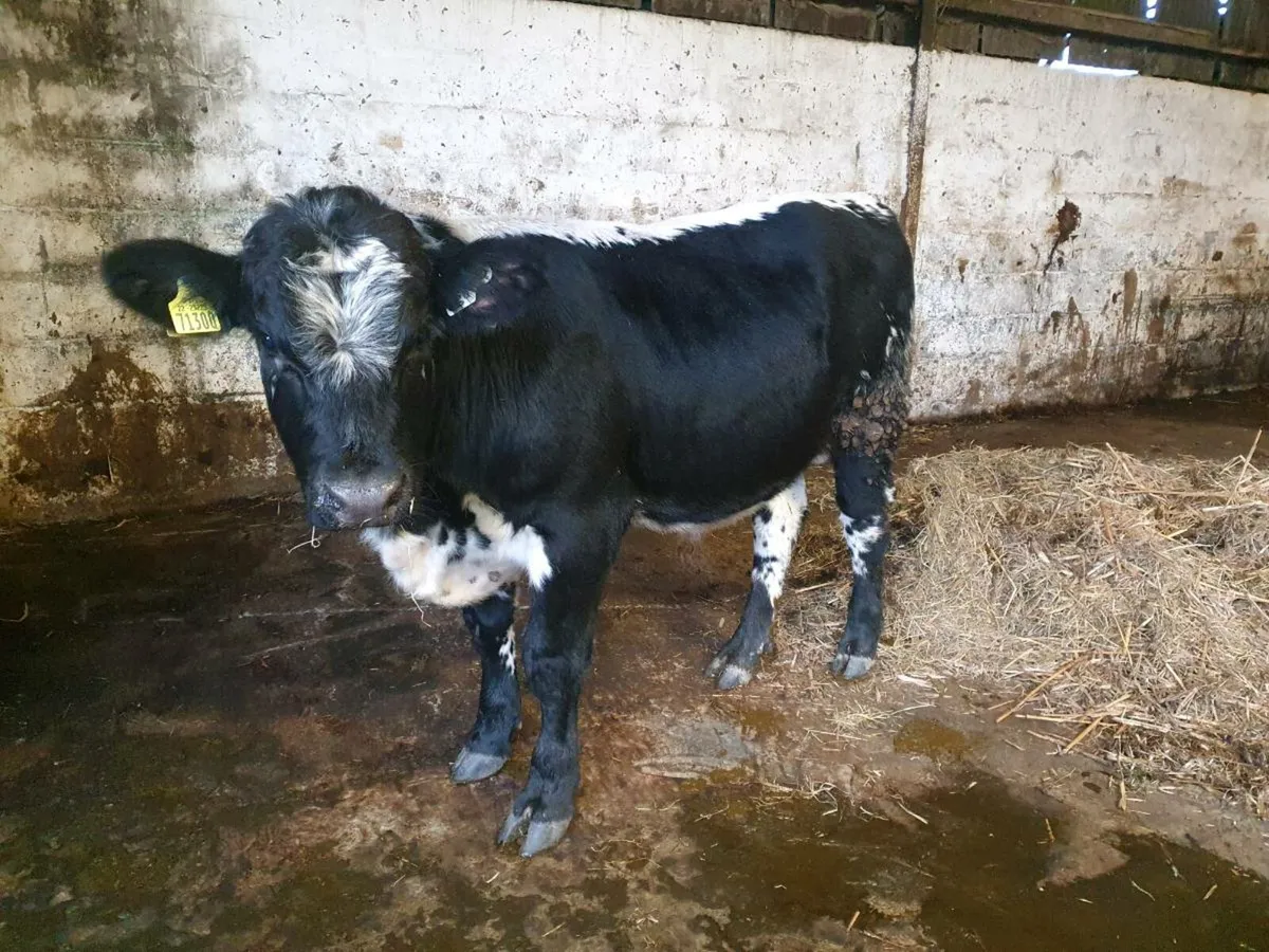 Weanling bull - Image 1