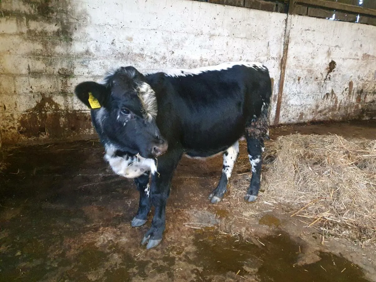 Weanling bull - Image 3