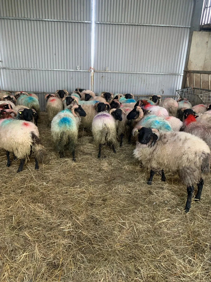 ✅Connemara lamb✅ - Image 1