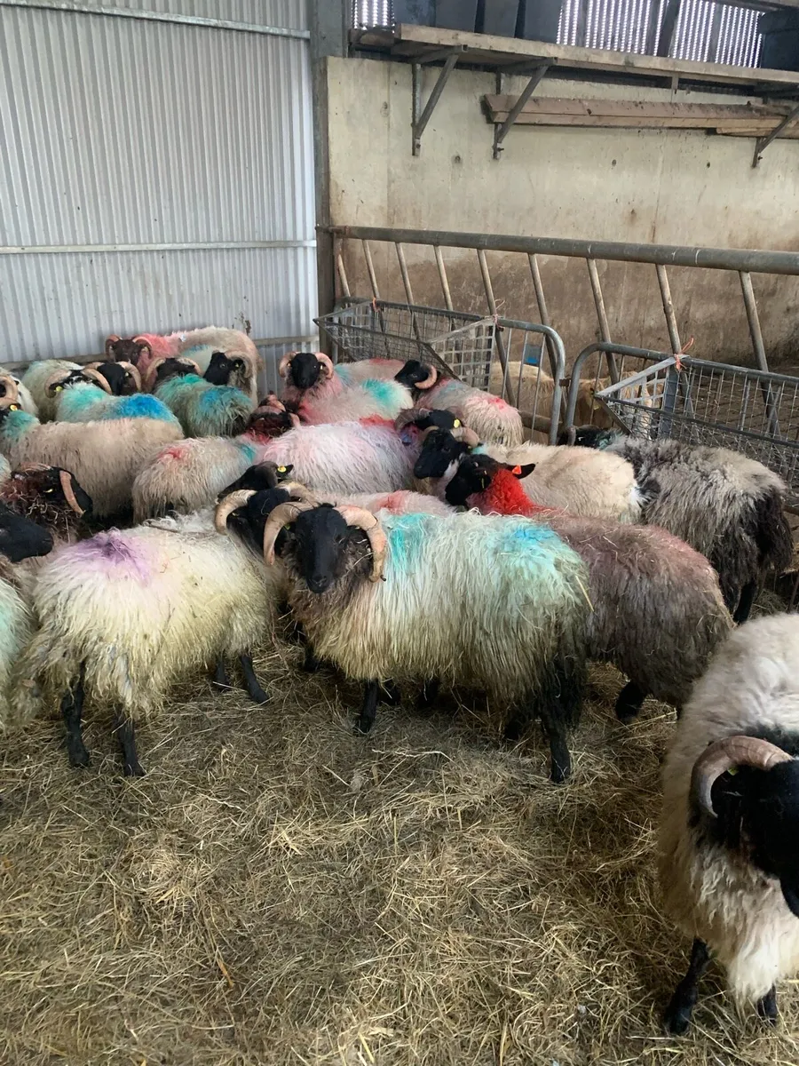 ✅Connemara lamb✅ - Image 2