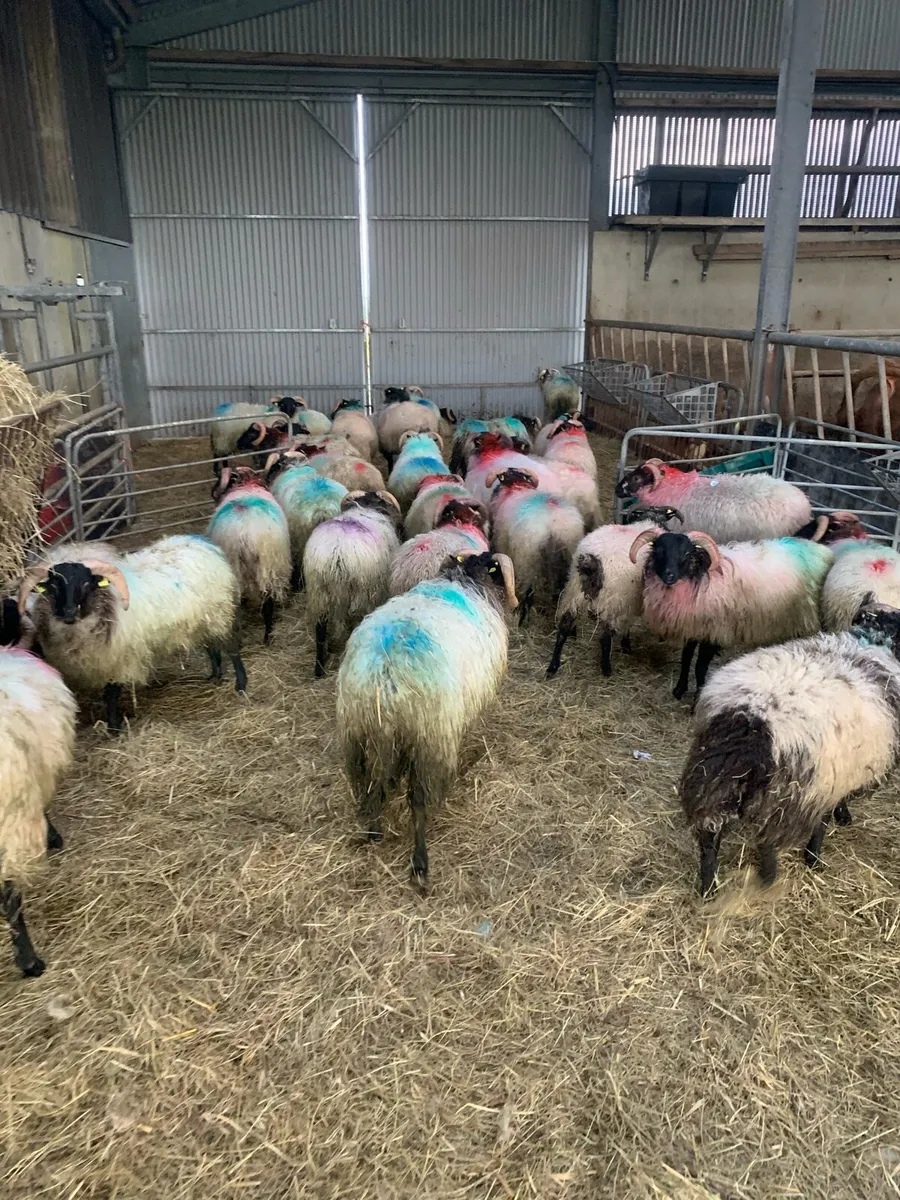 ✅Connemara lamb✅ - Image 3