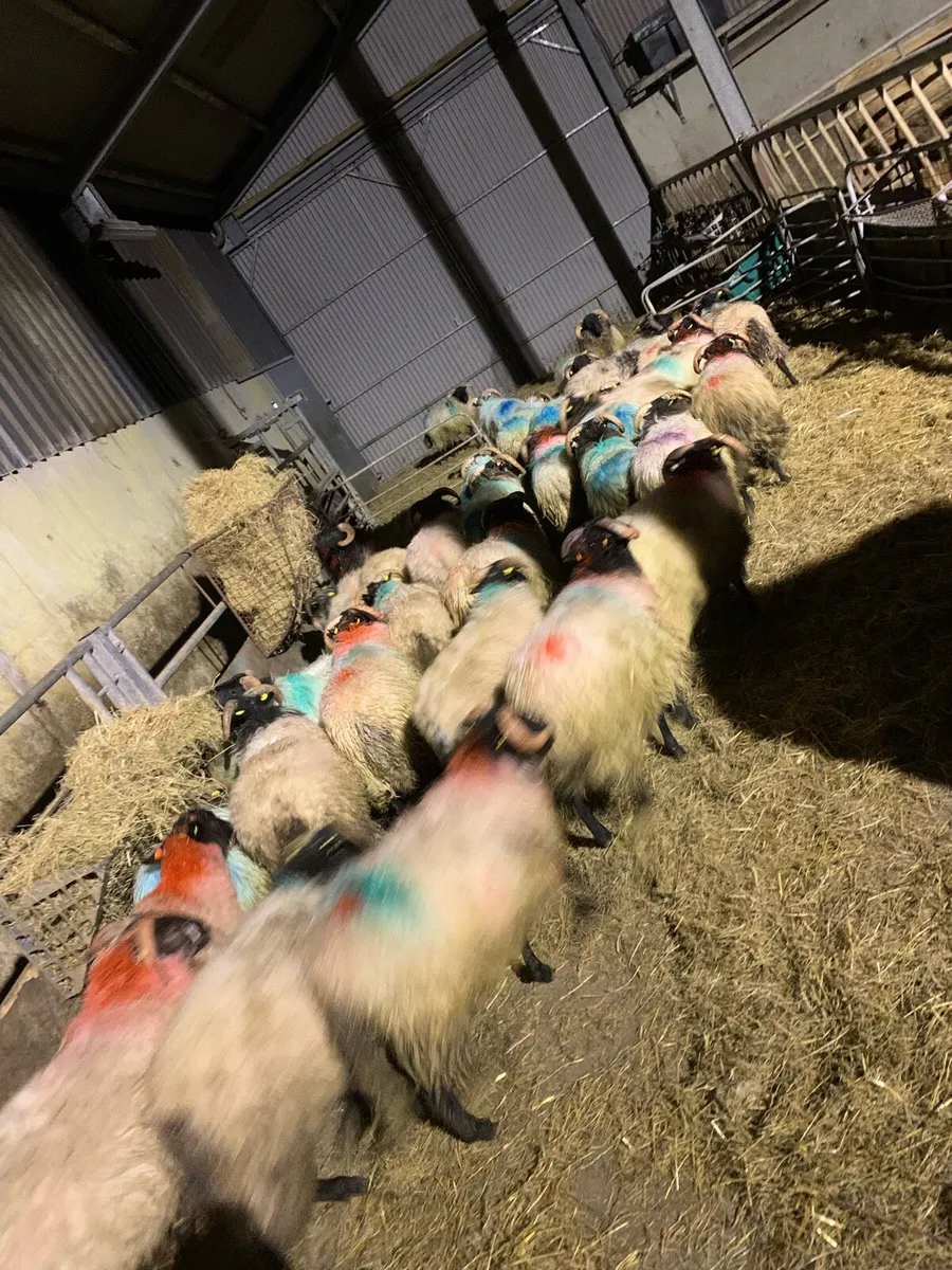 ✅Connemara lamb✅ - Image 4
