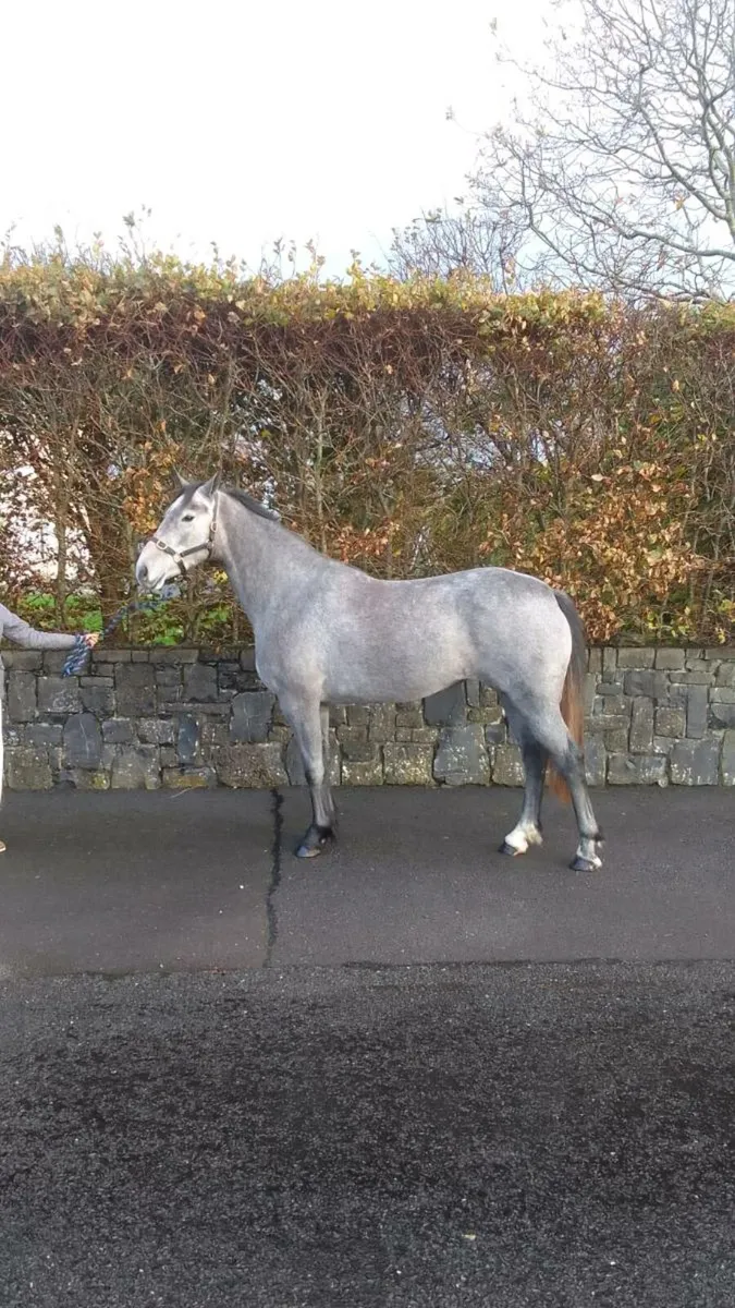 Reg irish  draught  filly - Image 2