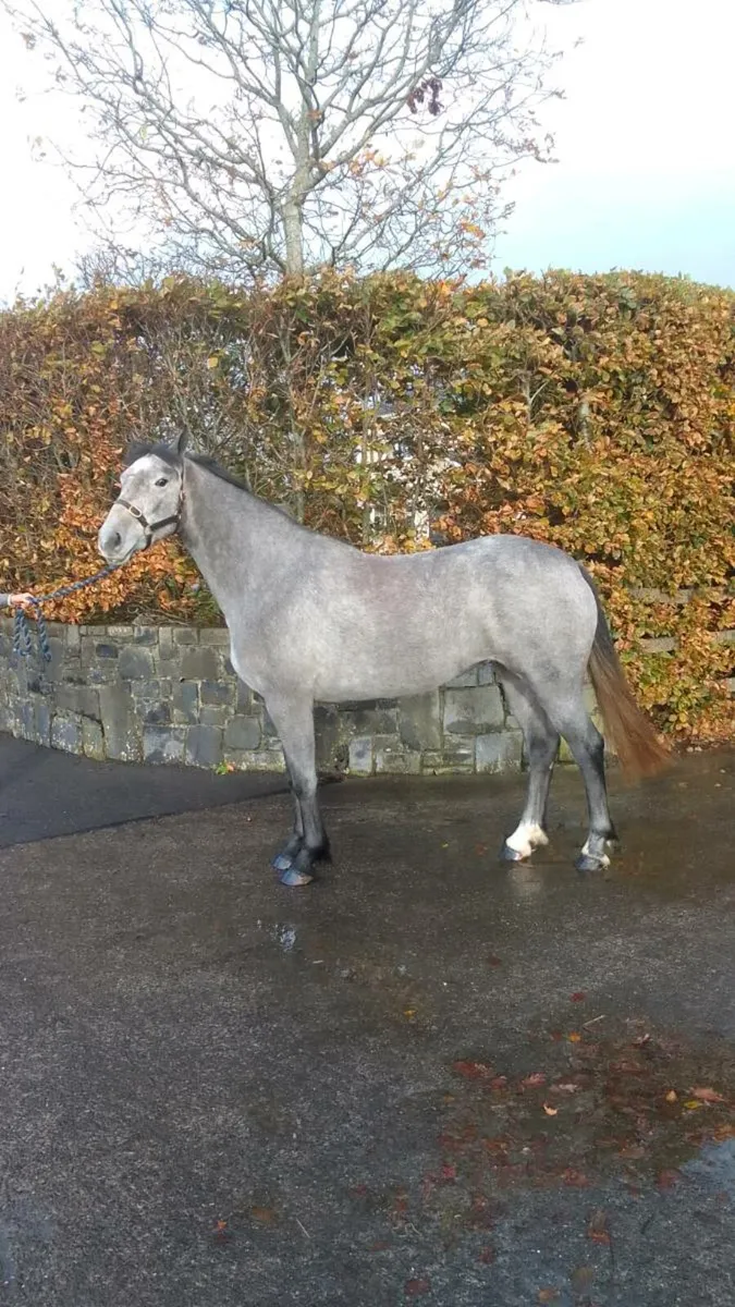 Reg irish  draught  filly - Image 3