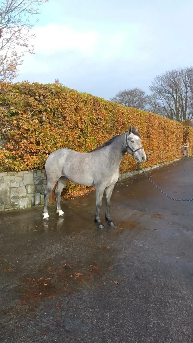Reg irish  draught  filly - Image 4