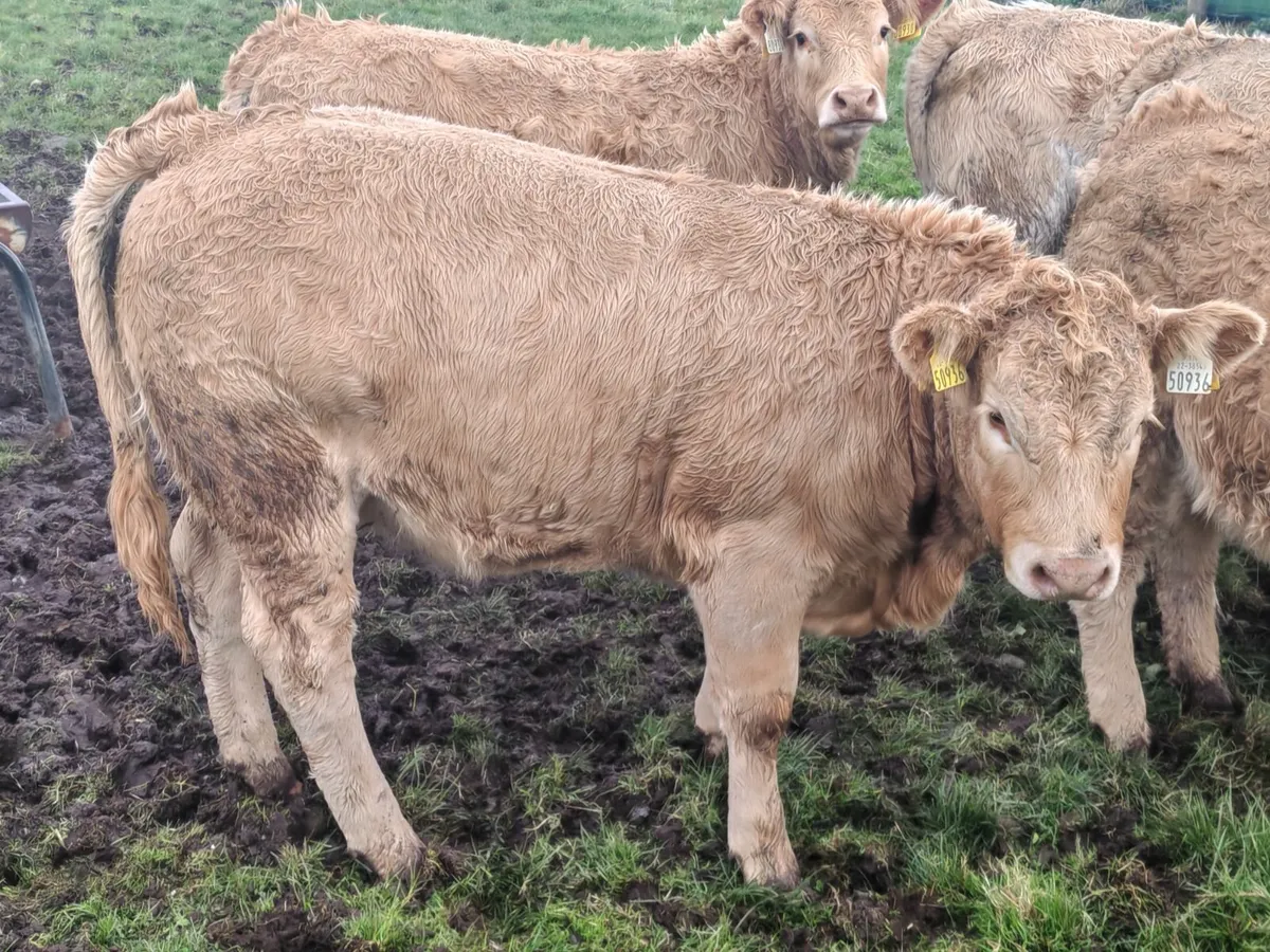 Golden Weanling heifers For Ballina Mart - Image 1