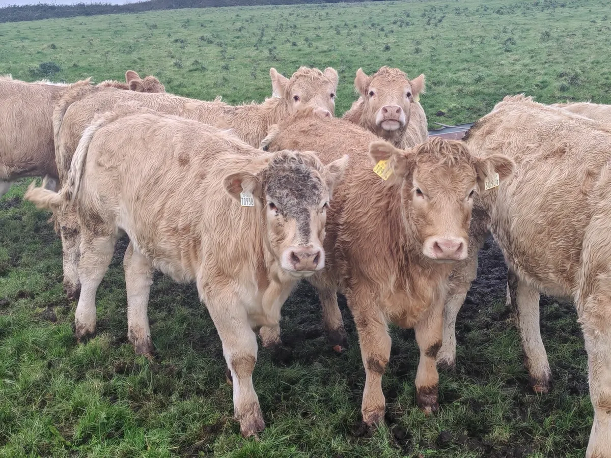 Golden Weanling heifers For Ballina Mart - Image 2