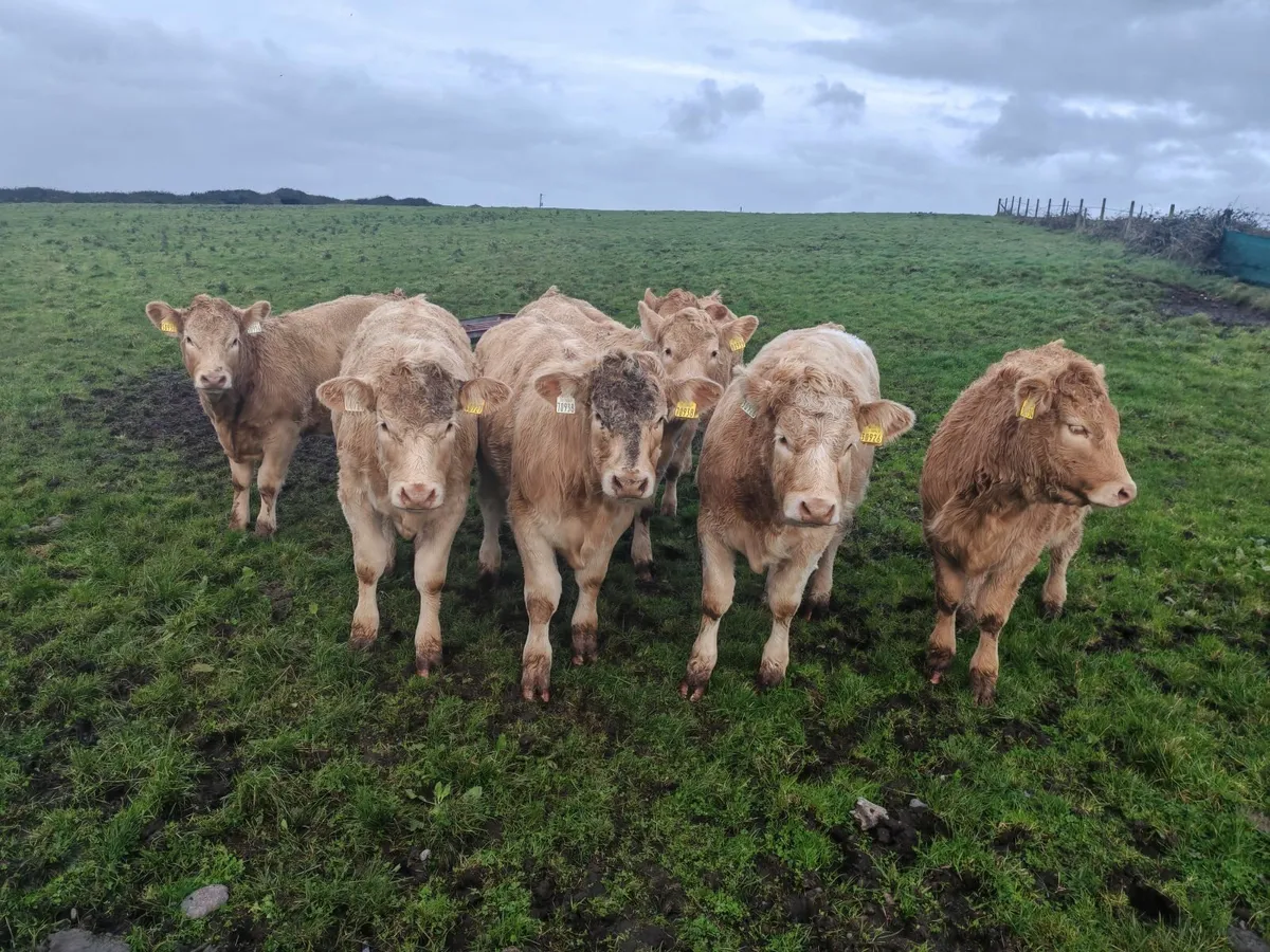 Golden Weanling heifers For Ballina Mart - Image 3