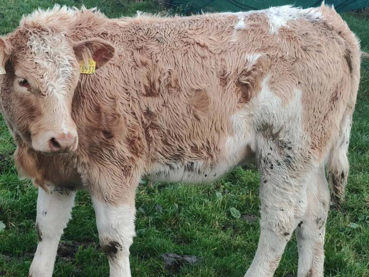 Golden Weanling heifers For Ballina Mart - Image 4